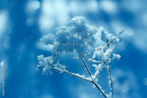 Dry wild flowers covered with hoarfrost on blurred background in cold sunny winter day.