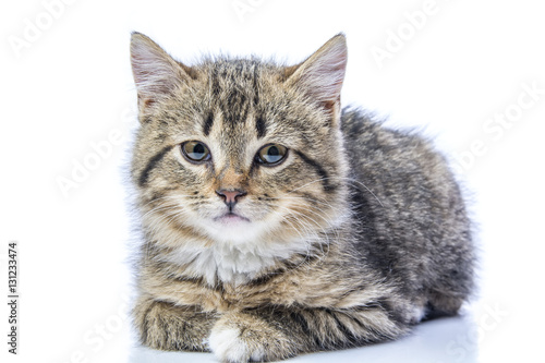 Isolated portrait of a kitten 