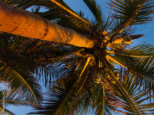 Coconut danger under the palm tree