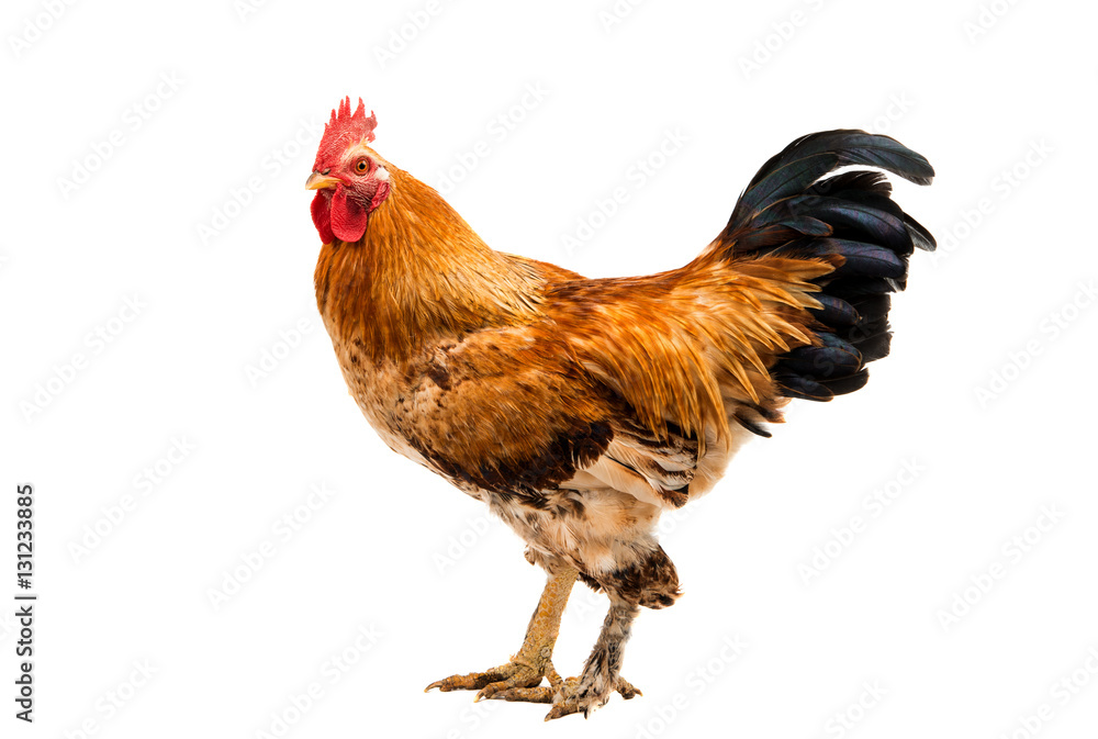 Fototapeta premium Rooster isolated