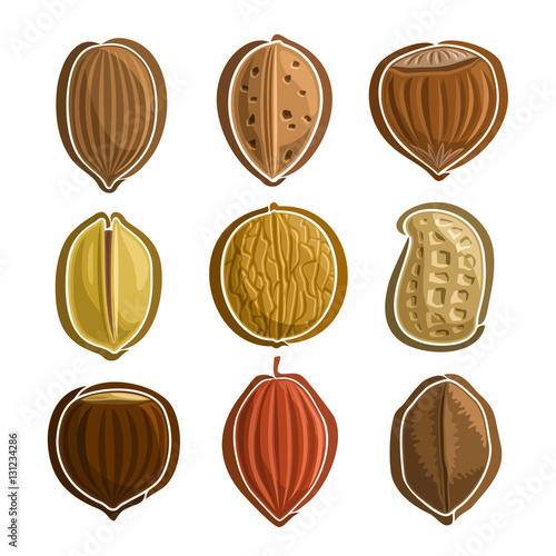 Vector Set Nuts Logo: pecan, almond, hazelnut filbert, pistachio, walnut, peanut groundnut, chestnut, cocoa, brazil nut; abstract primitive simplistic nuts logo or icon, hazel nutlet isolated on white