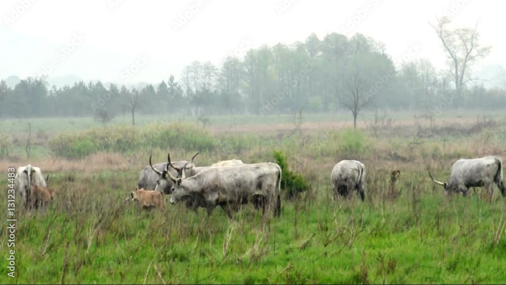 Beautiful hungarian grey cows in the field, Hungary Beautiful hungarian grey cows in the field, Hungary