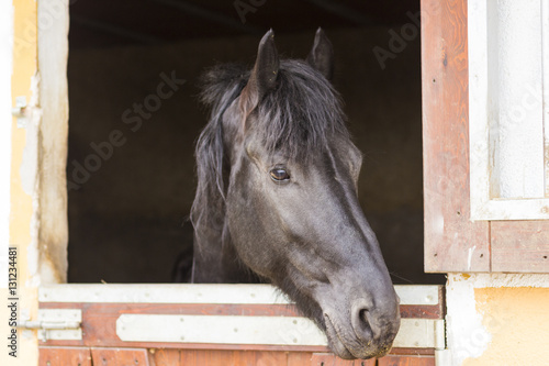 Horse in stable © Victor