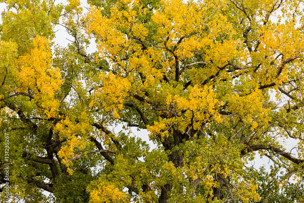 Fototapeta premium Ginkgo biloba