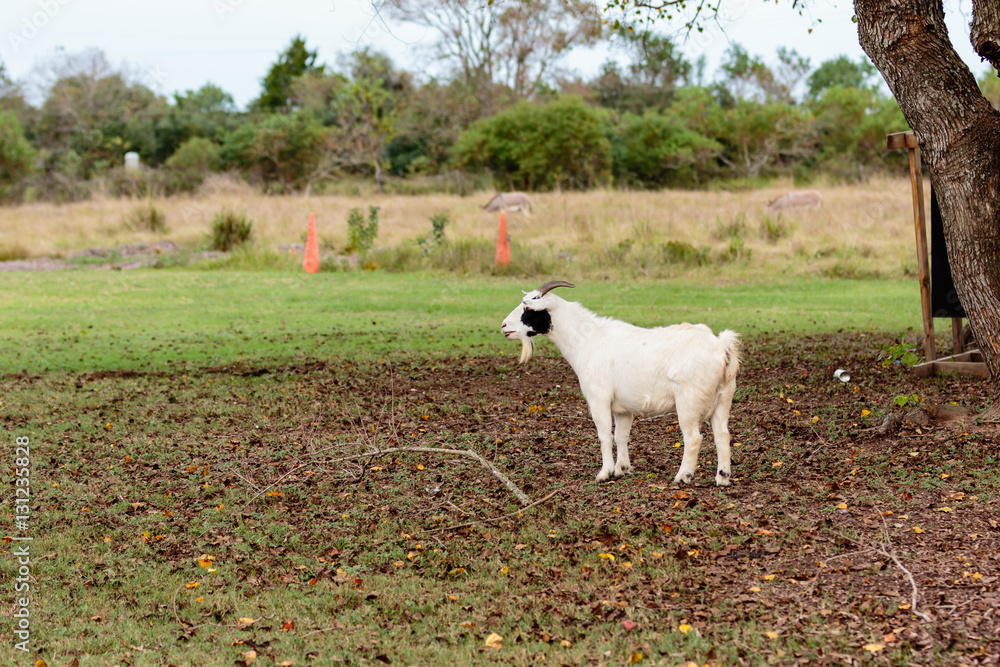 Fototapeta premium Small Goat