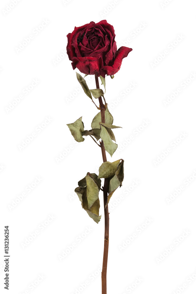 Naklejka premium Red dried rose