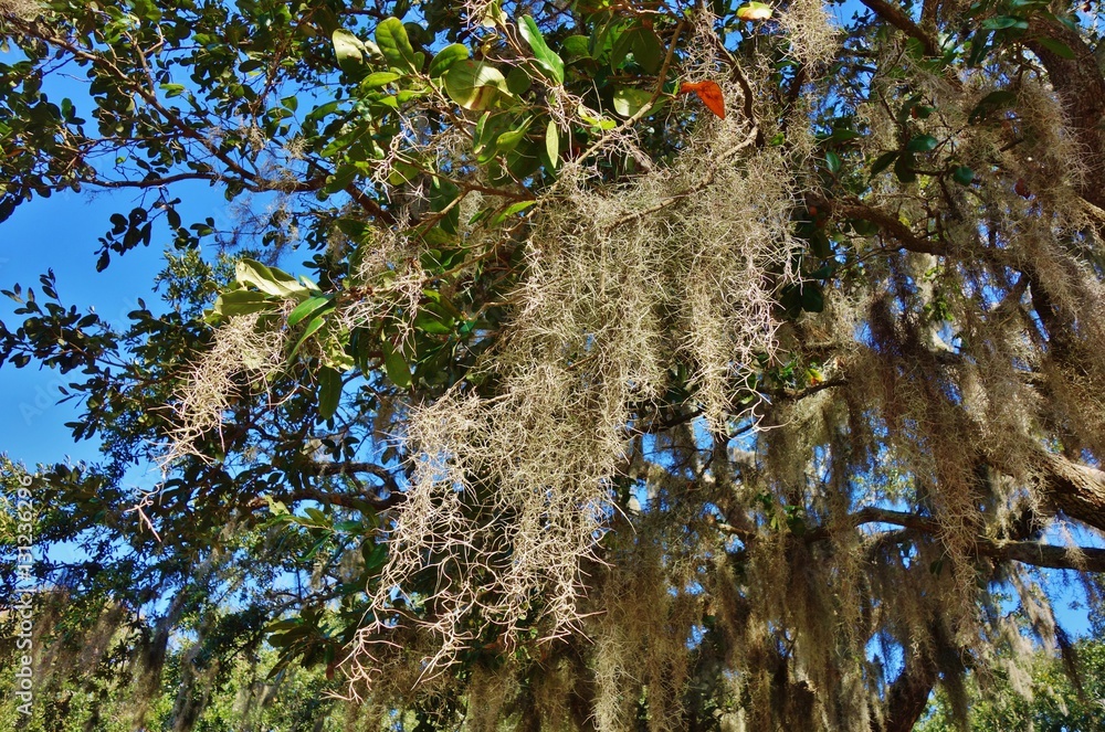 Spanish moss (tillandsia usneoides) hanging from trees in Savannah, Georgia