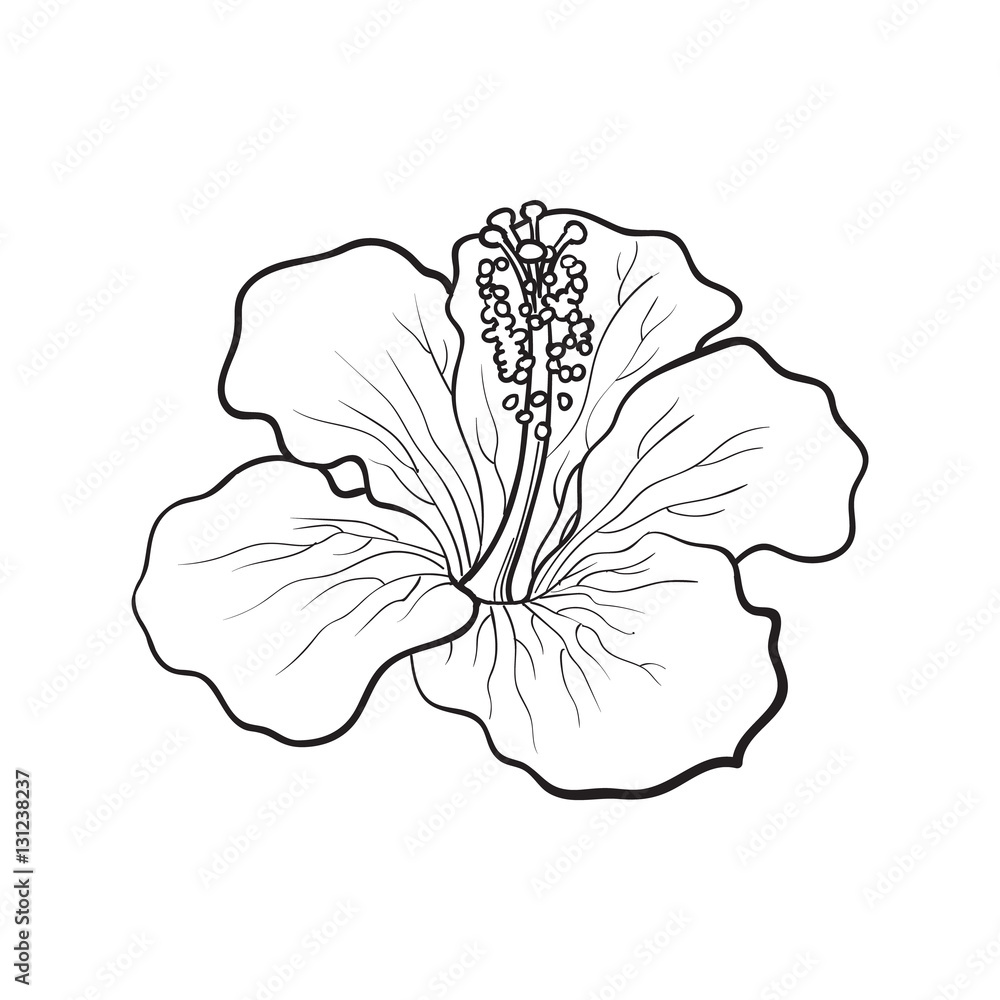 Single bright hibiscus tropical flower, sketch style vector ...