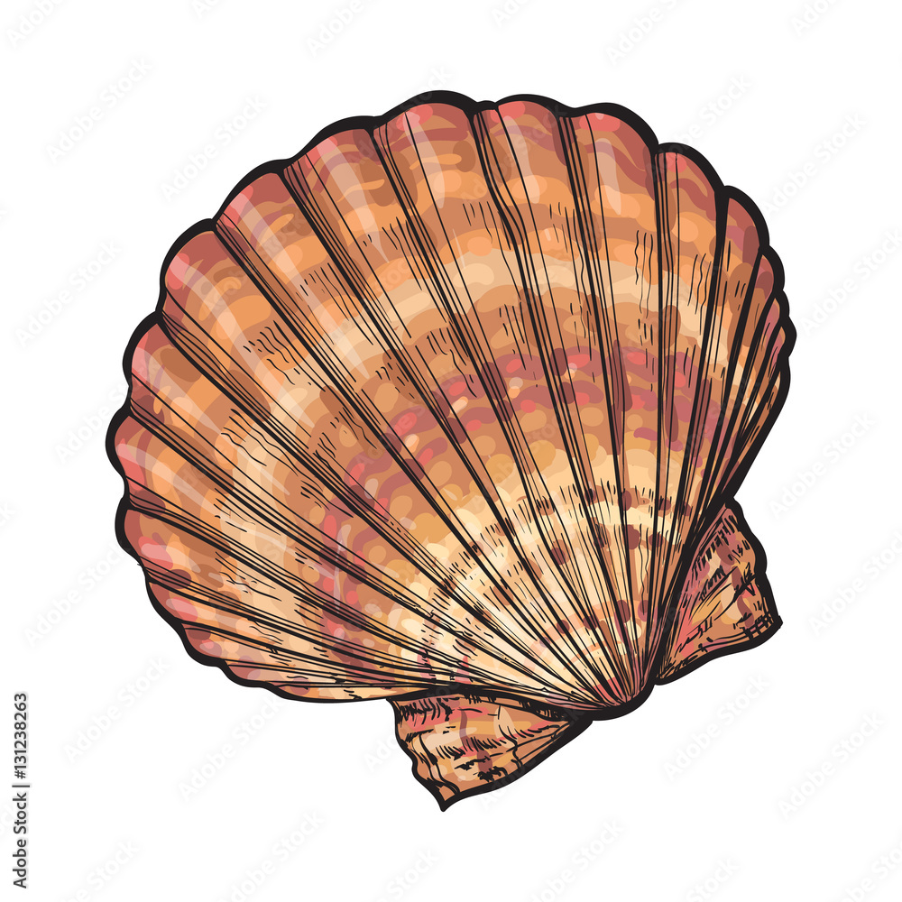 Colorful scallop sea shell, sketch style vector illustration isolated on  white background. Realistic hand drawing of saltwater scallop seashell,  clam, conch Stock Vector