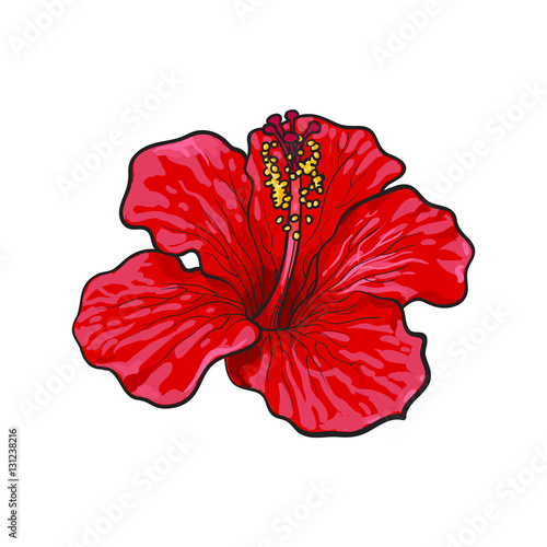 Single bright red hibiscus tropical flower, sketch style vector  illustration isolated on white background. Colorful realistic hand drawing  of red, crimson color hibiscus flower Stock Vector | Adobe Stock