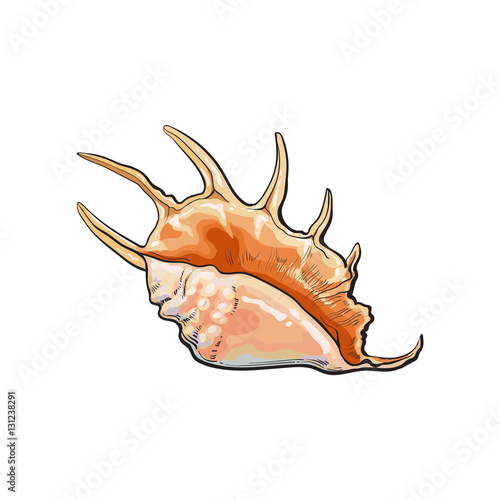 Colorful spiral conch sea shell, sketch style vector illustration isolated on white background. Realistic hand drawing of saltwater conch, sea snail shell