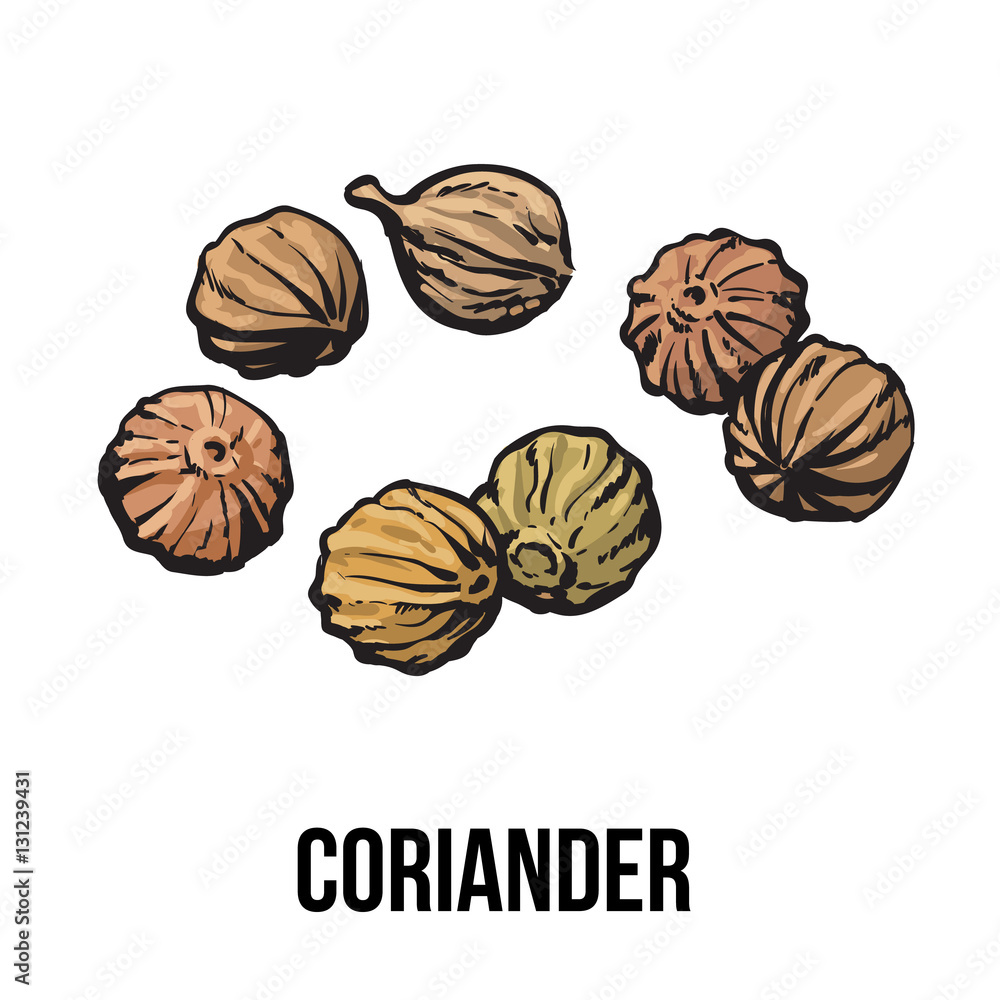 Coriander seeds, sketch style vector illustration isolated on white