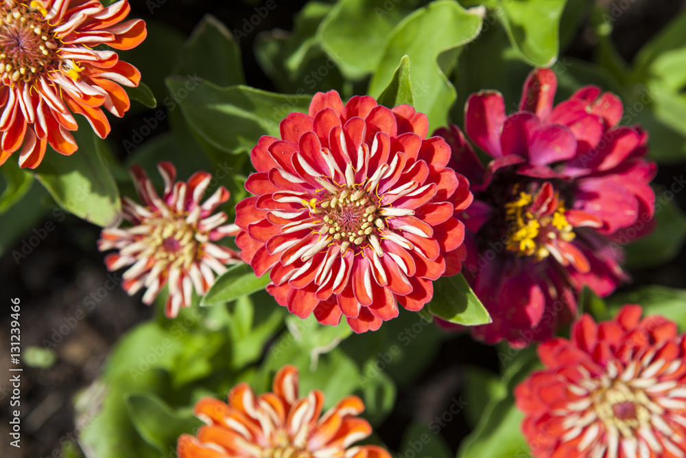 Zinnia elegans, known as youth-and-age, common zinnia or elegant zinnia Zinnia elegans, known as youth-and-age, common zinnia or elegant zinnia