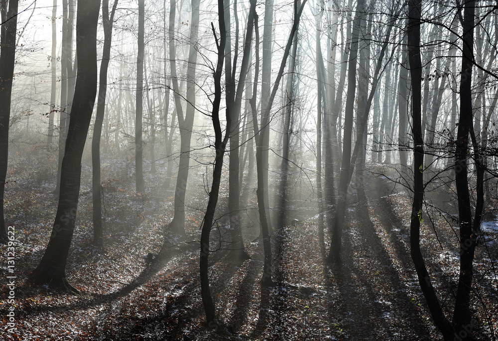 Obraz premium Fog in the forest