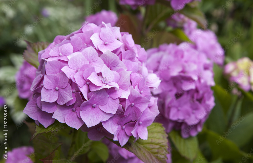 hydrangea or hortensia