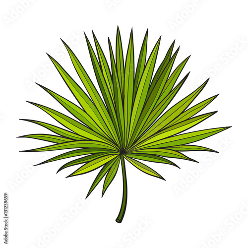 Full fresh fan shaped leaf of palmetto tree, sketch style vector illustration isolated on white background. Realistic hand drawing of palmetto palm tree leaf, jungle forest design element