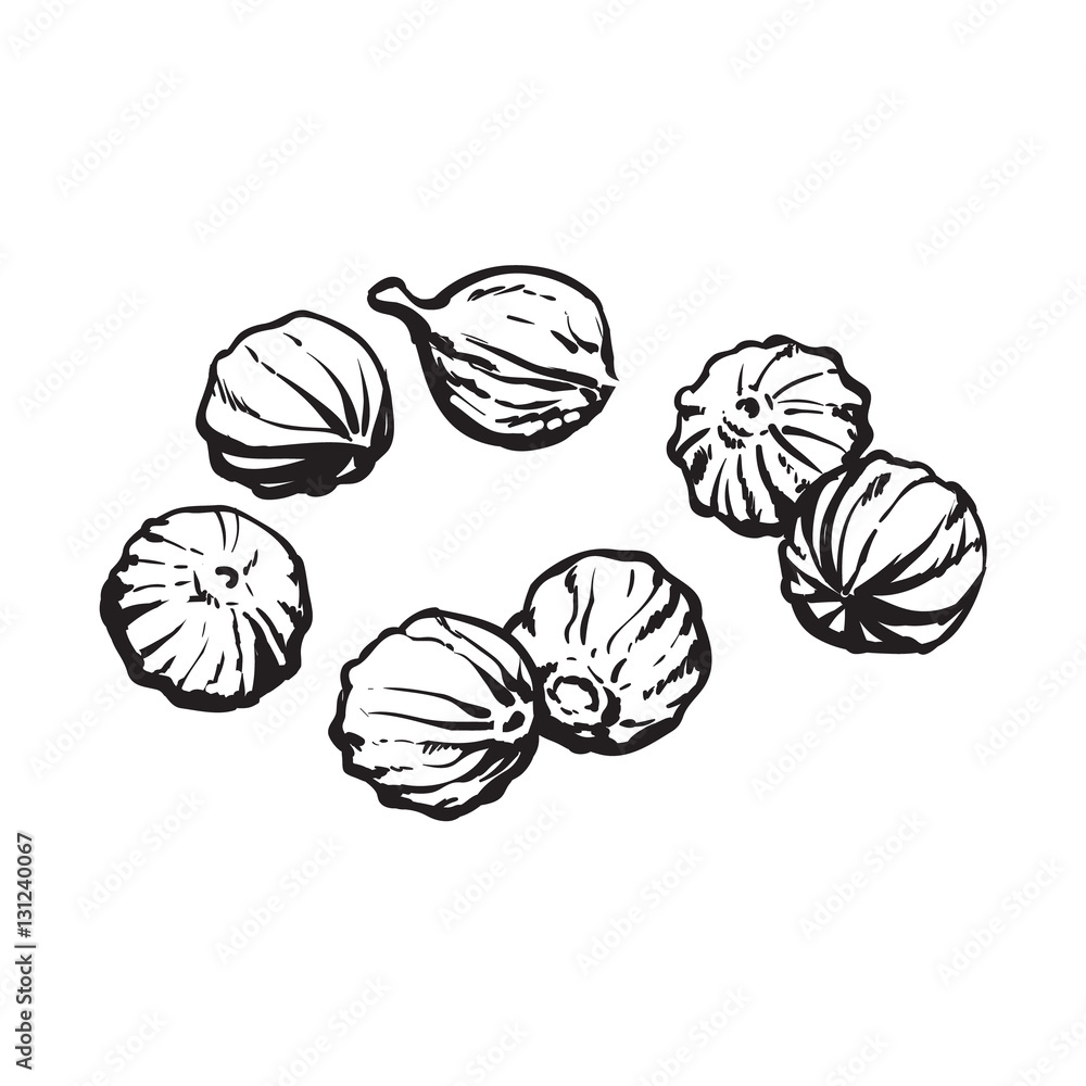 Coriander seeds, sketch style vector illustration isolated on white