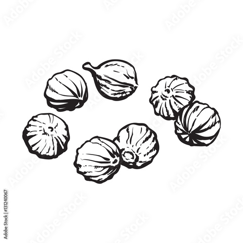 Coriander seeds, sketch style vector illustration isolated on white background. Realistic hand drawing of coriander seeds, popular spice and seasoning
