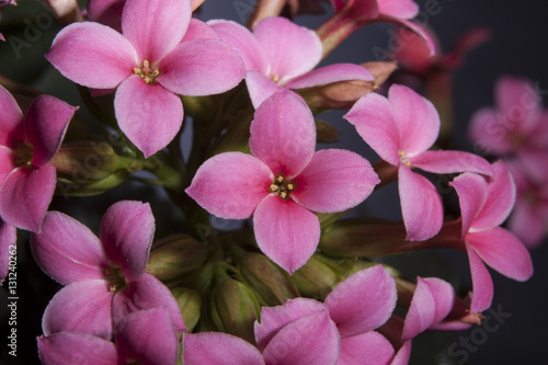 Fototapeta Naklejka Na Ścianę i Meble -  Pelargonium, geraniums