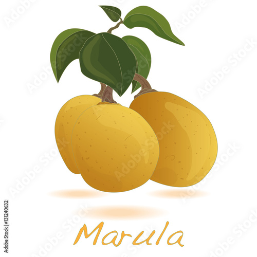 Marula fruit. photo