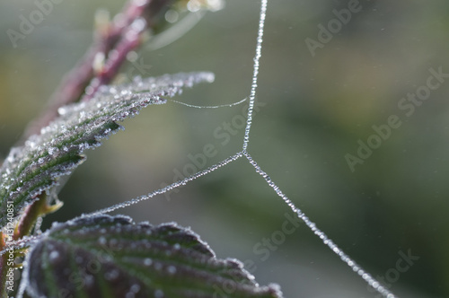 Spider Web with Frozen Dew