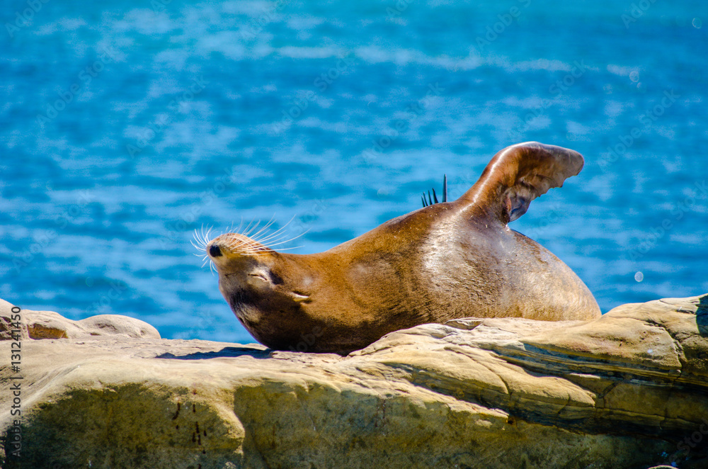 Naklejka premium Seal Sunning