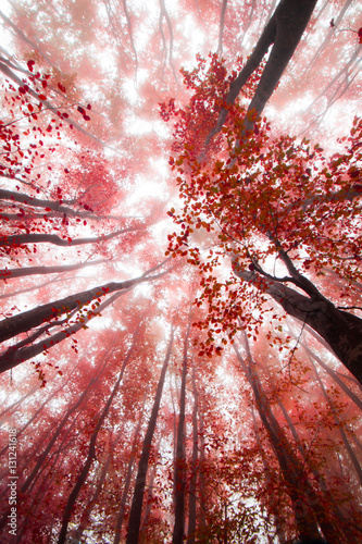 Pink Forest