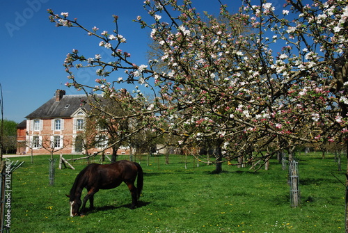 Paysage typique de Normandie, France