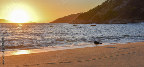 Seagull and beautiful sunrise at the Red Beach near the Sugarloaf Mountain, Rio de Janeiro, Brazil