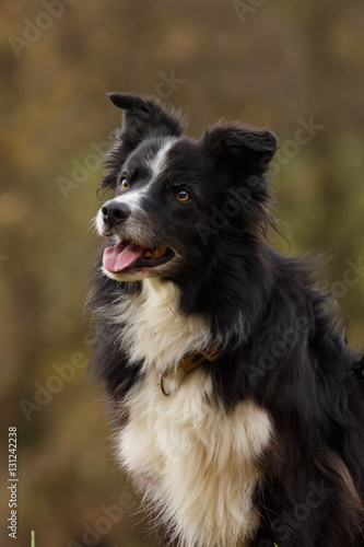 Border Collie im Herbst