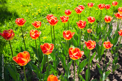 garden bed with red tulips