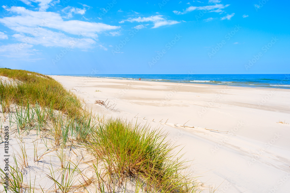Green grass sand dune on Debki beach, Baltic Sea, Poland - obrazy, fototapety, plakaty 