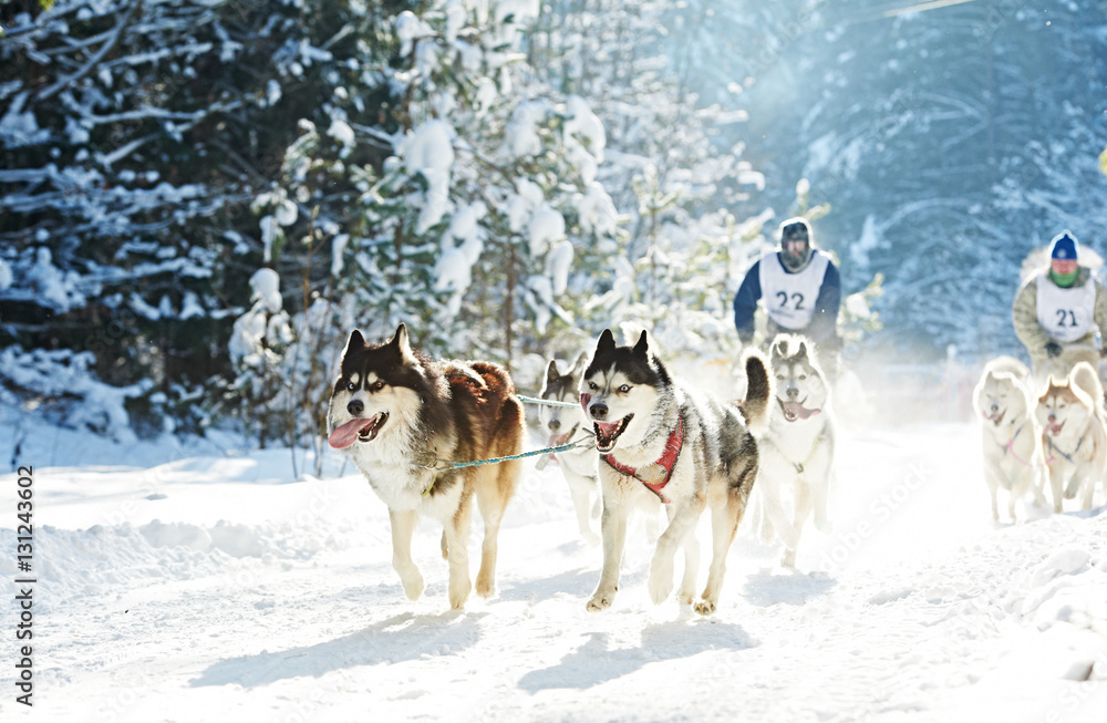 husky sled dog racing