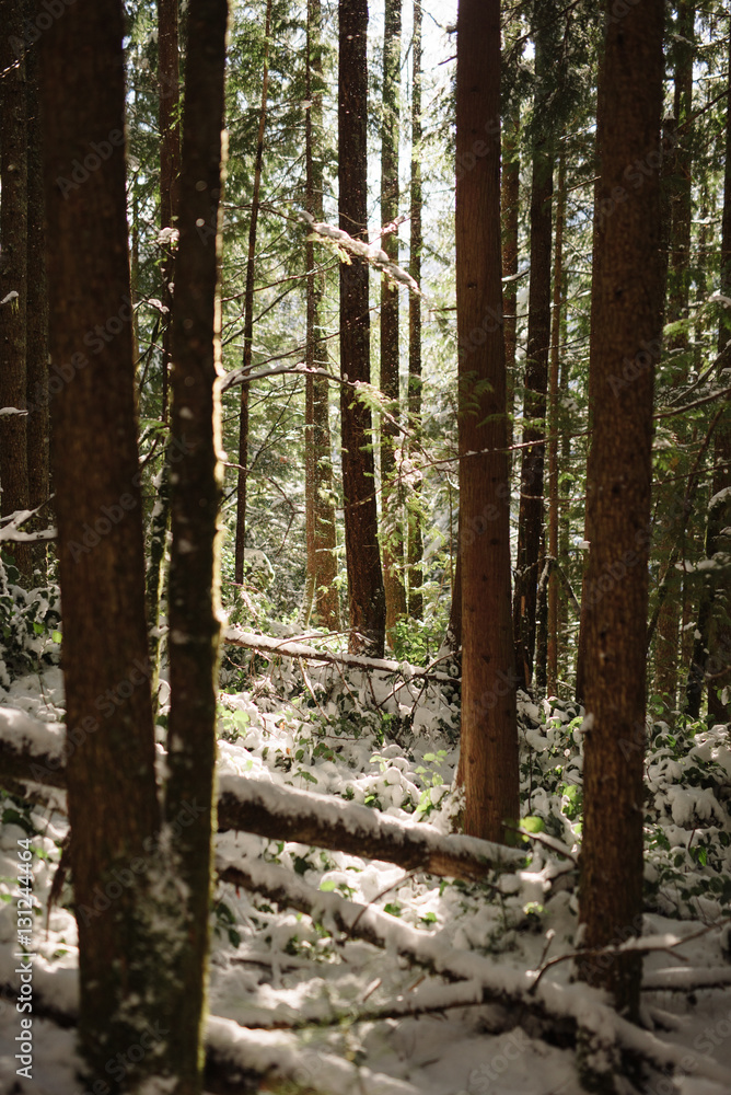 Warm Forest Warm Forest