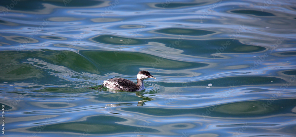 One Horned grebe swimming in blue water One Horned grebe swimming in blue water