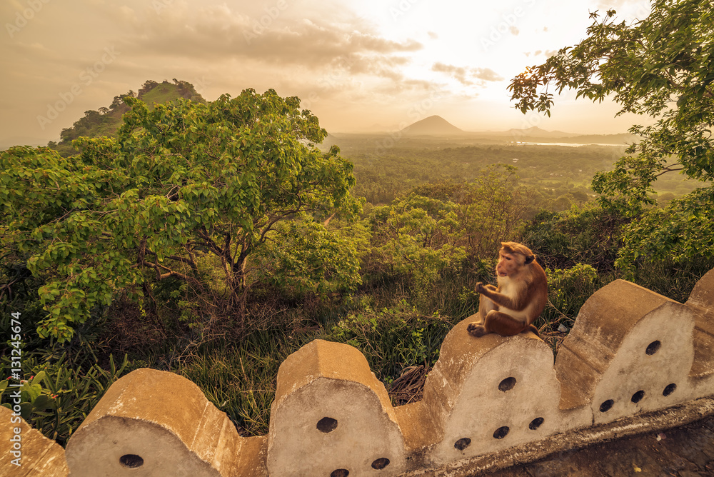 Naklejka premium Macaques, Red or Temple monkey at the Dambulla cave temple in Sri Lanka 