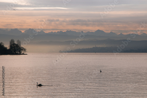Romantico tramonto al lago di Zurigo con cigno