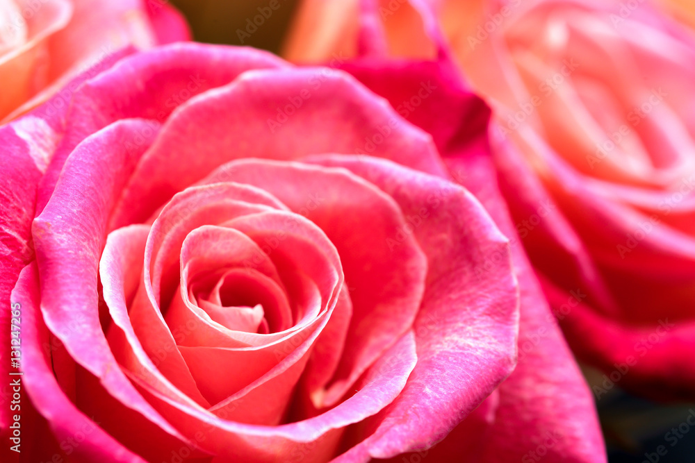 bouquet of roses bouquet of roses