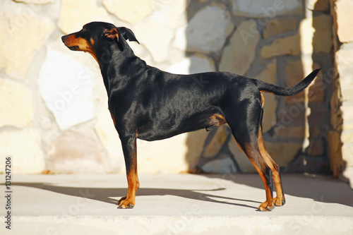 Schilderij op canvas Black and tan German Pinscher dog with natural droopy ears staying outdoors at s