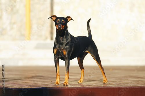 Foto Black and tan German Pinscher dog with natural droopy ears staying outdoors at s
