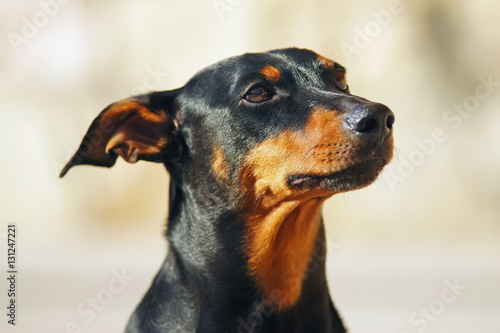 The portrait of a black and tan German Pinscher dog with natural droopy ears © Eudyptula