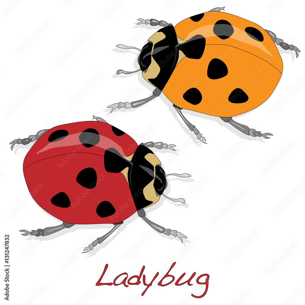 Ladybug illustration Stock Illustration | Adobe Stock