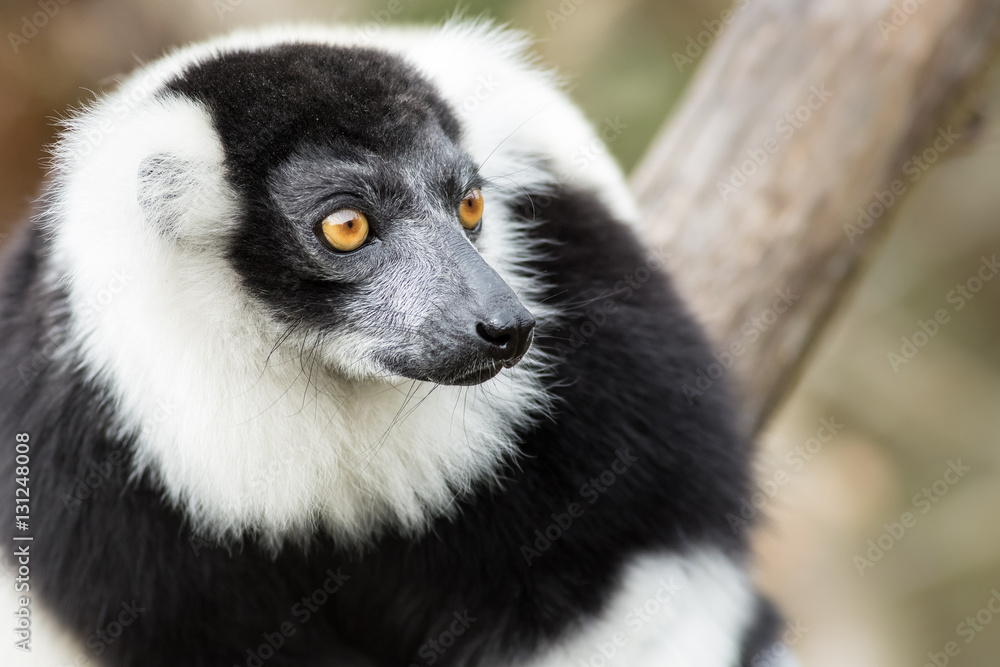 Fototapeta premium Ring-tailed Lemur (lemur catta) portrait