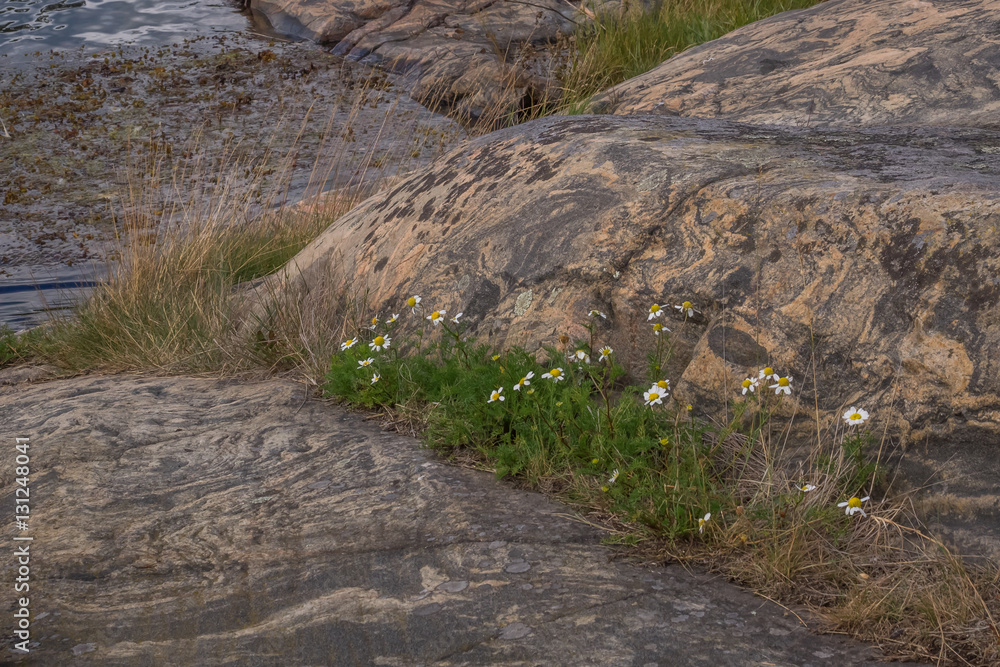 White wildflowers grow on rocky outcrops White wildflowers grow on rocky outcrops
