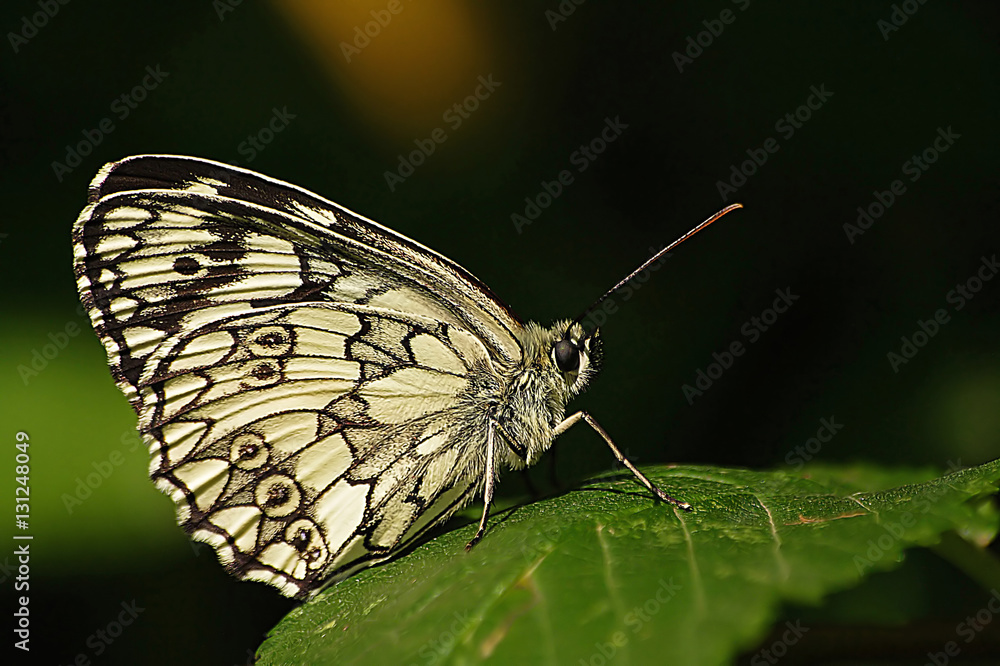 Obraz premium Balkan marbled white on leaf