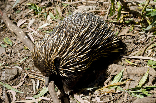 echidna