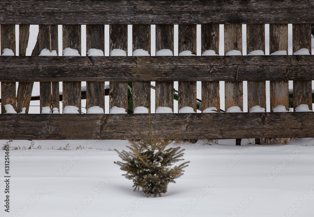 Obraz premium A small spruce tree seedling surrounded by snow against a wood board fence