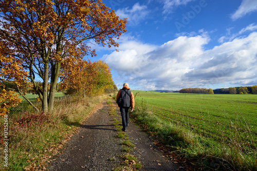 Pedestrian on the road between alley in autumn colors and green field on a sunny day with blue sky and dramatic white clouds.