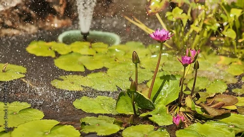 Purple pink water Nymphaea in a pond with a fountain. Water garden. Spray droplets.