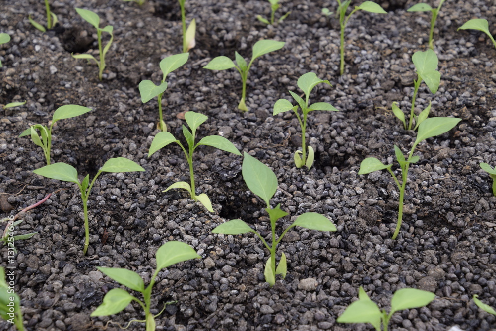 Seedlings in the greenhouse. Growing of vegetables in greenhouses. Seedlings in the greenhouse. Growing of vegetables in greenhouses.